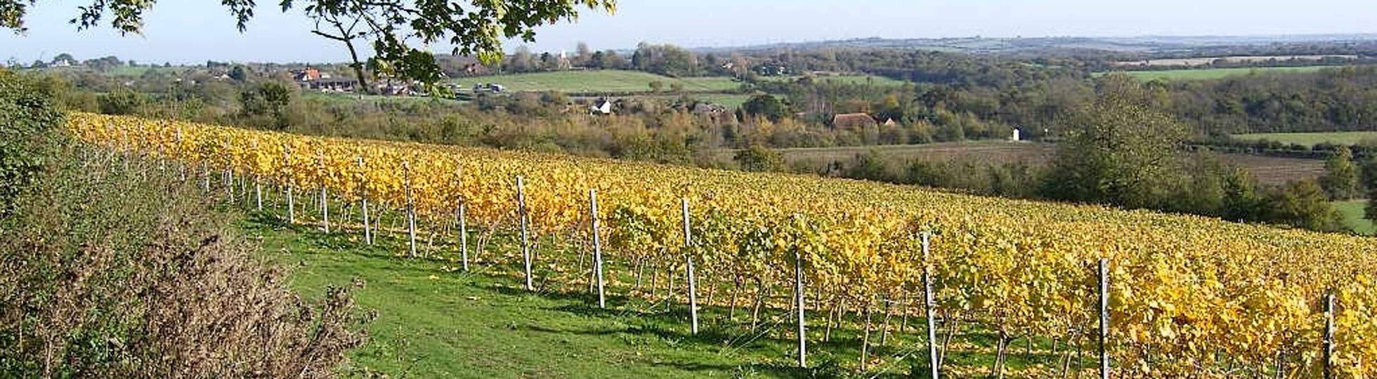After the harvest of Pinot Noir & Chardonnay at Martin’s Lane, Stow Maries, Essex