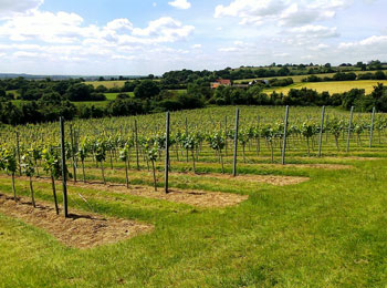Vines planted in organic top soil