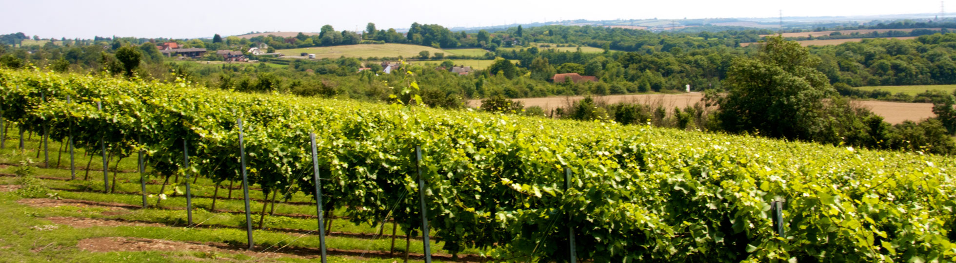 South facing slopes of Chardonnay vines