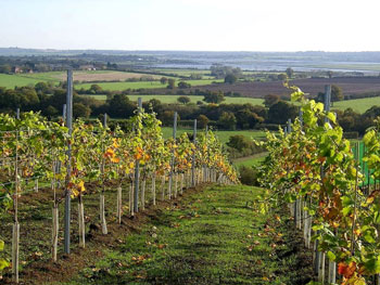 Martin's Lane vineyard overlooking the Crouch Valley