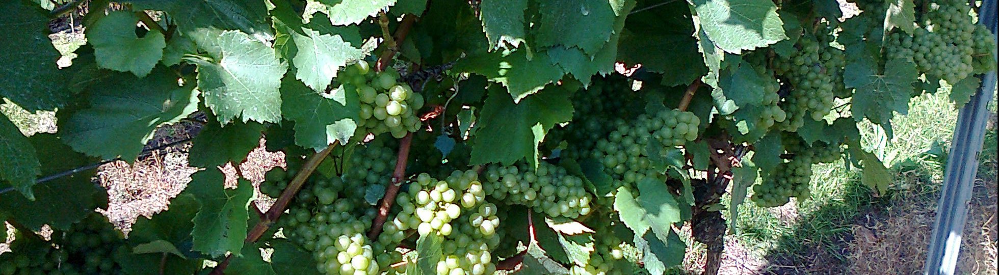 Chardonnay grapes ripening at Martin’s Lane, Essex.