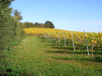 Autumn colours arrive in the Pinot Grigio vines