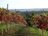 Autumn tints amongst red grape varieties