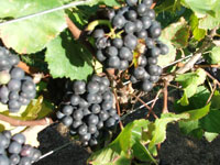 Ripening Pinot Noir grapes for our premium still and sparkling wines