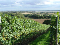 Martin's Lane Vineyard overlooking the River Crouch estuary