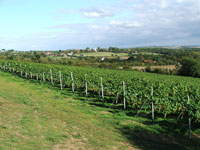 Slopes of Chardonnay vines